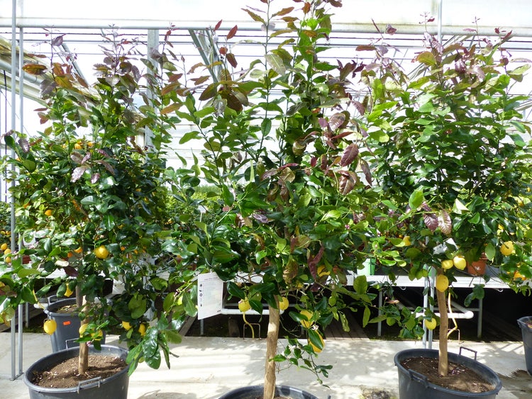 Zitrus Zitronenbaum 200 - 230 cm Zitrone Citrus Limon Zitruspflanze - purer Zitrusduft