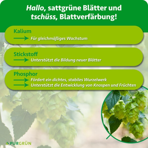 Infografik über Pflanzennährstoffe Kalium Stickstoff und Phosphor für gesundes Wachstum von Pflanzen