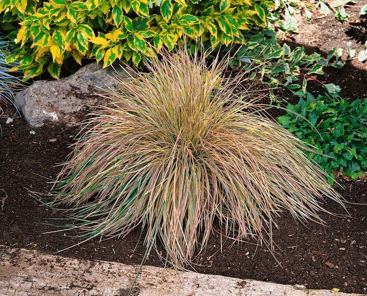 Garten mit Ziergras und anderen Pflanzen