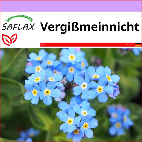 SAFLAX  - Vergißmeinnicht - Myosotis sylvatica - 150 Samen