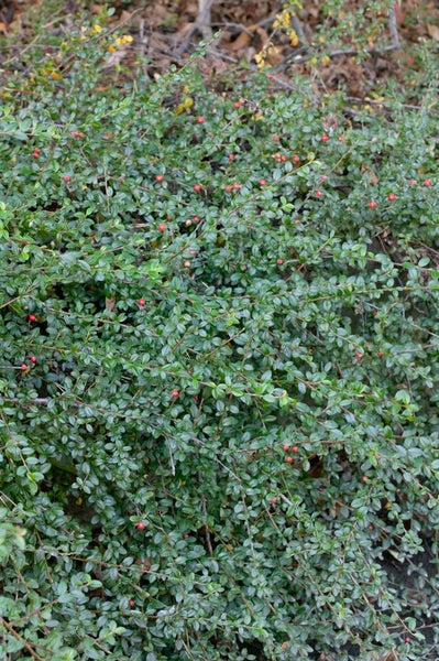Cotoneaster x suecicus 'Coral Beauty', Zwergmispel, immergrün, ca. 9x9 cm Topf