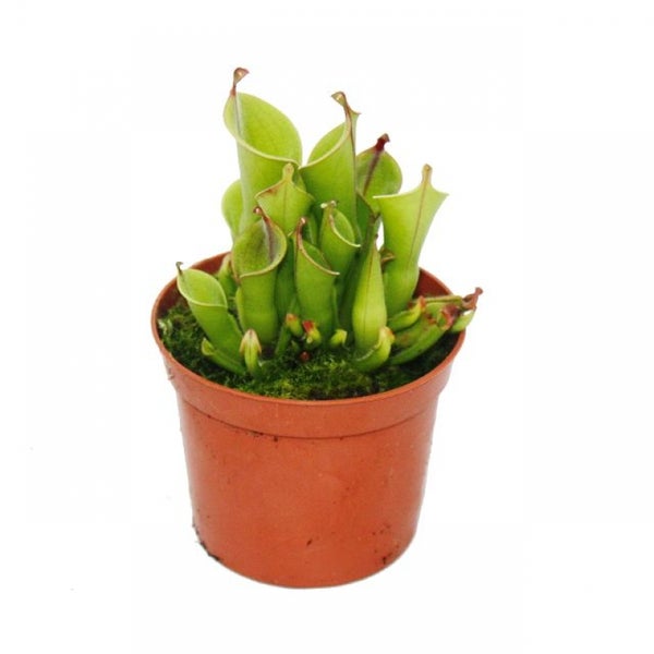 Plante carnivore - cruche de marais - Heliamphora - pot de 9cm - rareté