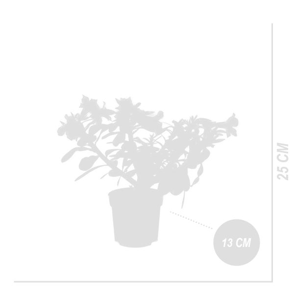 Bloomique - Adenium Obesum - Wüstenrose - blühend - Zimmerpflanzen - sehr pflegeleicht - Topf 13 cm - 25-35 cm hoch