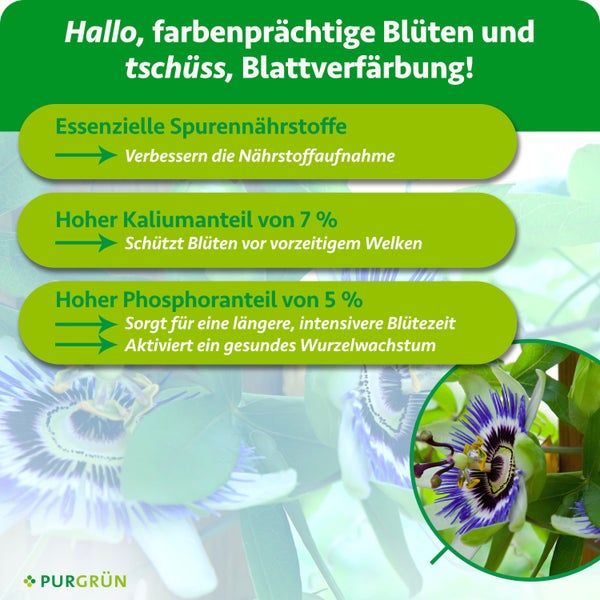 Infografik für Dünger mit 7 Prozent Kalium und 5 Prozent Phosphor. Fördert Blütenpracht und Wurzelwachstum bei Passionsblumen. Purgrün Logo.
