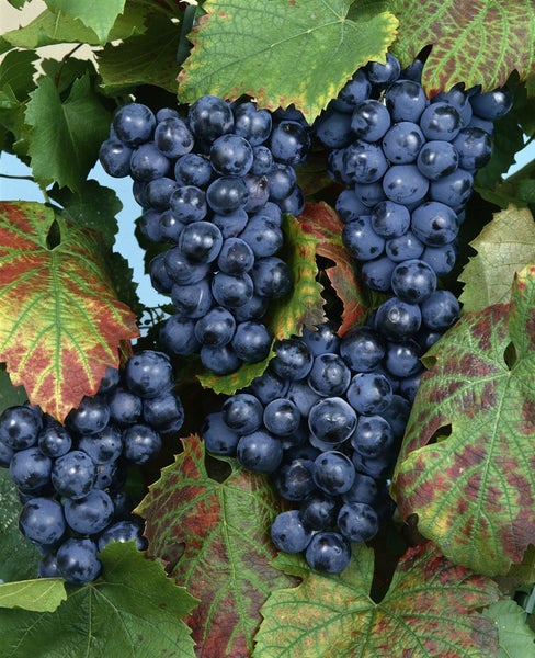 Vitis vinifera 'Regent', Weinrebe, 80–100 cm