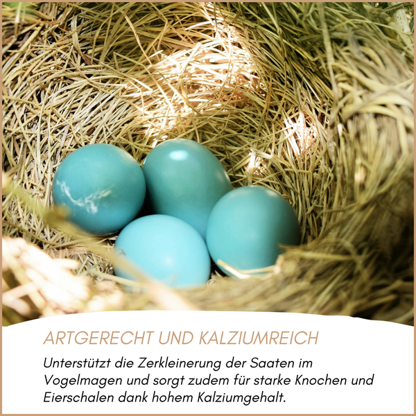 Vogelnest mit blauen Eiern