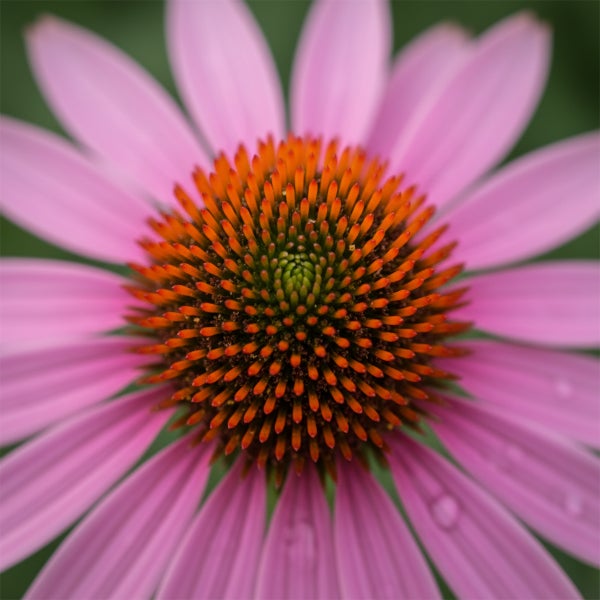 Nahaufnahme einer Sonnenhut-Blüte mit rosa Blütenblättern und stacheliger orangefarbener Mitte.