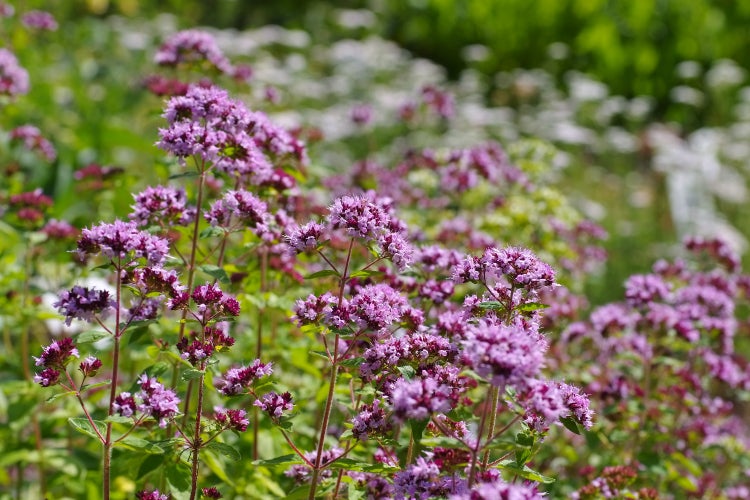 SAFLAX Garden to go - BIO - Oregano - Origanum heracleoticum - 1500 Samen - Mit Topf, Klima - Deckel und Anzuchtsubstrat