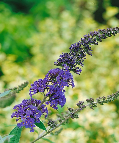 Buddleja davidii 'Ellen's Blue', Schmetterlingsflieder, blau, 40–60 cm