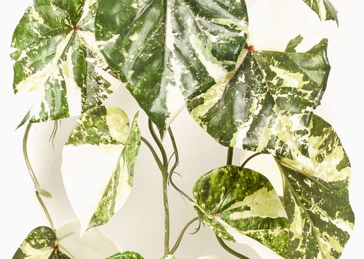 Kletterpflanze mit grün-weiß panaschierten Blättern.