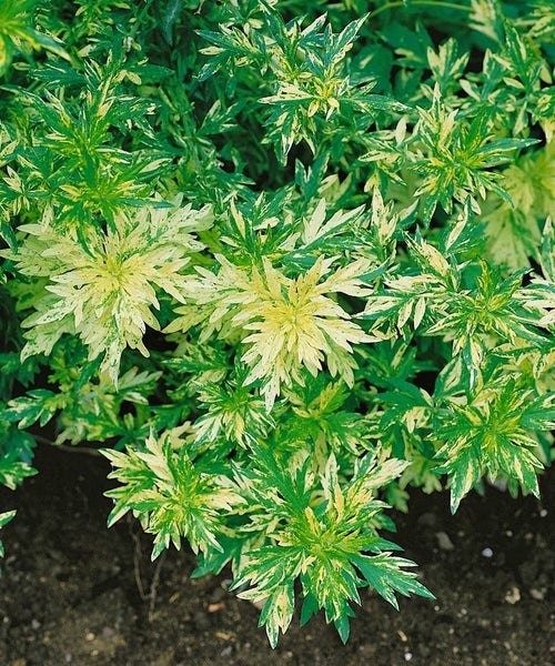Artemisia vulgaris, Beifuß, ca. 9x9 cm Topf