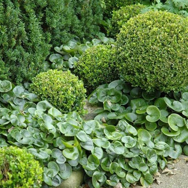 Garten mit immergrünen Pflanzen und Bodendeckern