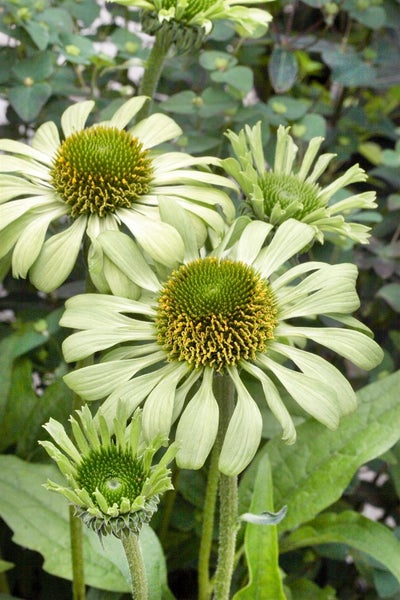Nahaufnahme von grünen Echinacea-Blüten