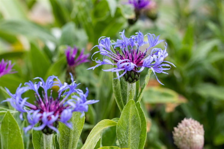 Centaurea montana, Berg-Flockenblume, blau, ca. 9x9 cm Topf