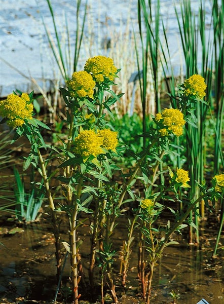 Euphorbia palustris, Sumpf-Wolfsmilch, ca. 9x9 cm Topf
