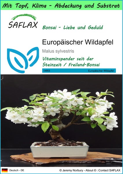 SAFLAX Garden to go - Europäischer Wildapfel - Malus sylvestris - 30 Samen - Mit Topf, Klima - Deckel und Anzuchtsubstrat