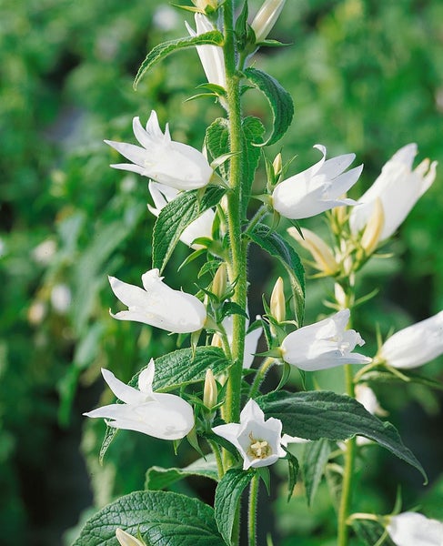 Campanula latifolia var.macrantha 'Alba', weiß, ca. 9x9 cm Topf