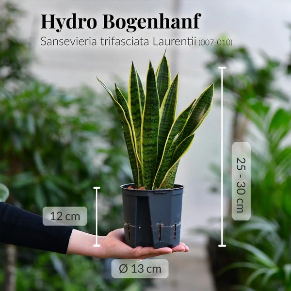 Hydro Bogenhanf, Sansevieria trifasciata Laurentii, in einem Topf mit einem Durchmesser von 13 cm und einer Höhe von 25 bis 30 cm.
