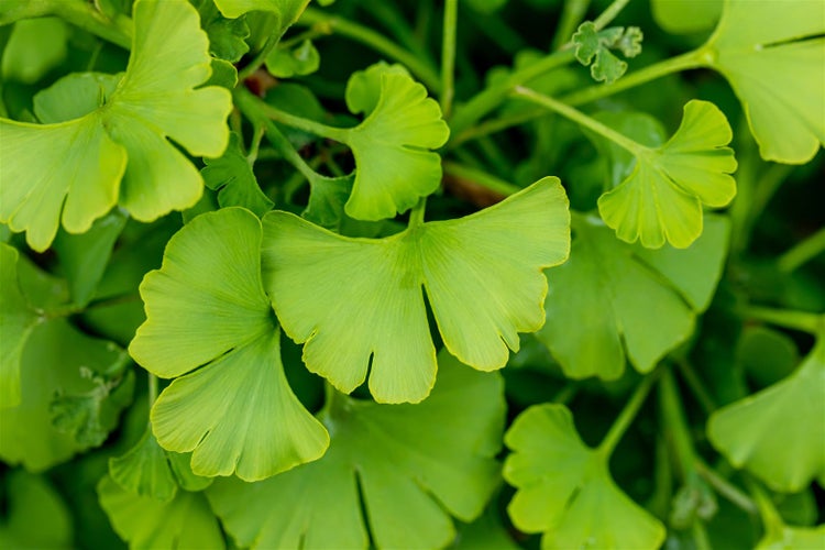 Ginkgo biloba 'Tit', Fächerblattbaum, 150–175 cm