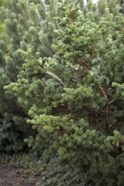 Picea pungens 'Lucky Strike', Blau-Fichte, 40–50 cm