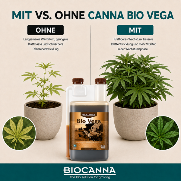 Vergleichsgrafik: Biocanna Bio Vega Pflanzendünger für kräftigeres Wachstum und bessere Vitalität in der Wachstumsphase für gesunde Pflanzen.