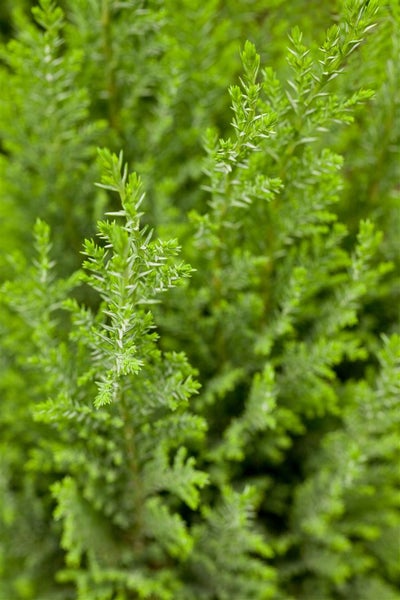 Chamaecyparis lawsoniana 'Ellwoodii', Blaue Scheinzypresse, 30–40 cm