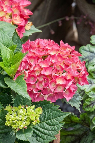 Hydrangea macrophylla 'Red Baron', Hortensie, rot, 30–40 cm