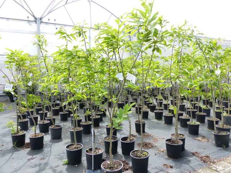 Esskastanie Castanea sativa 180 cm  Kastanie Kastanienbaum Pflanze winterhart