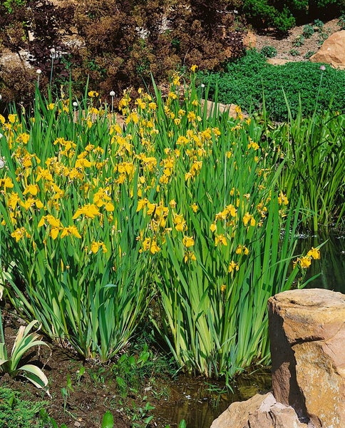 Gelbe Schwertlilien am Ufer eines Gartenteichs