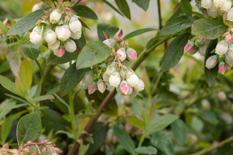 Bluhende Heidelbeerpflanze mit zahlreichen glockenförmigen Blüten an den Zweigen.