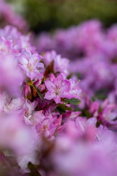 Rhododendron obtusum 'Negligé', Azalee, rosa Blüten, 15–20 cm