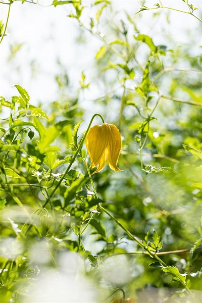 Clematis tangutica 'Golden Tiara', gelb, 60–100 cm