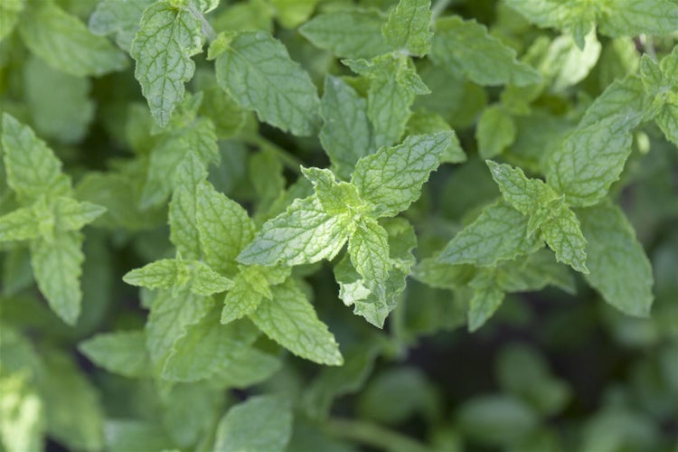 Mentha x piperita 'Multimentha', Pfefferminze, aromatisch, ca. 9x9 cm Topf