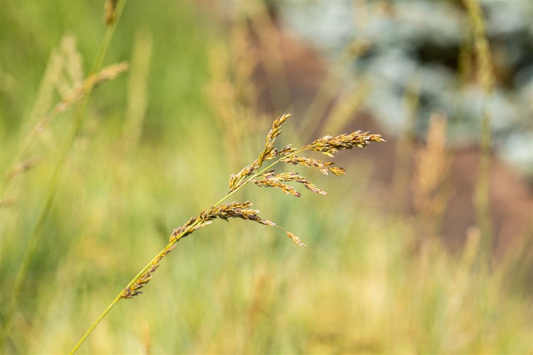 Molinia arundinacea 'Windspiel', Pfeifengras, ca. 11x11 cm Topf