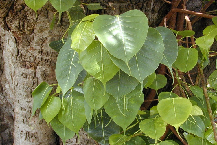 SAFLAX Garden to go - Buddha-Feige / Bodhi-Baum - Ficus religiosa - 100 Samen - Mit Topf, Klima - Deckel und Anzuchtsubstrat
