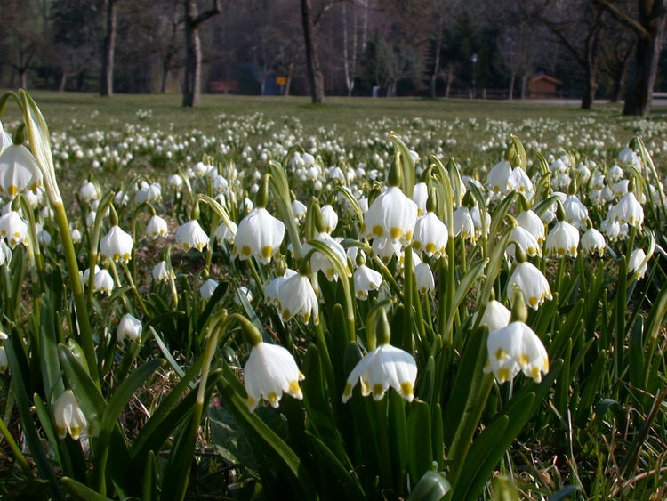 Feld mit vielen blühenden Frühlingsknotenblumen