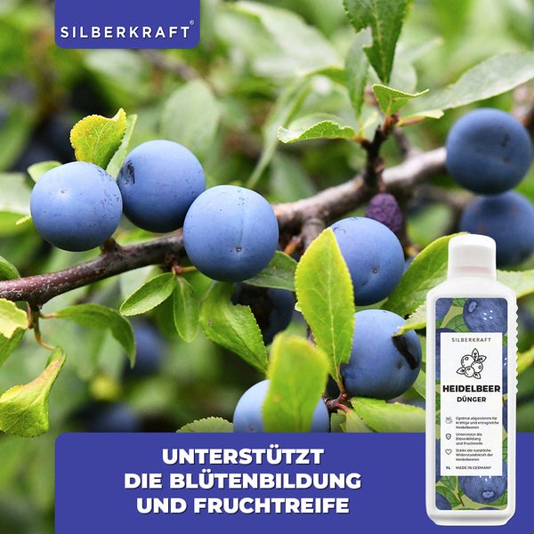 SILBERKRAFT Heidelbeer Dünger – Für Heidelbeeren & Beerensträucher – 1 Liter