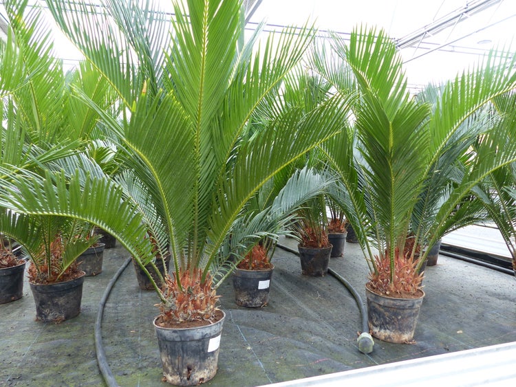 Cycas Revoluta Bonsai 40 - 60 cm Palmfarn Sagopalme Palme, innen + außen