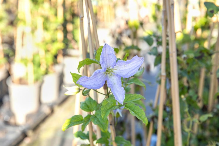Clematis Hybride 'Blekitny Aniol', Waldrebe, hellblau, 60–100 cm