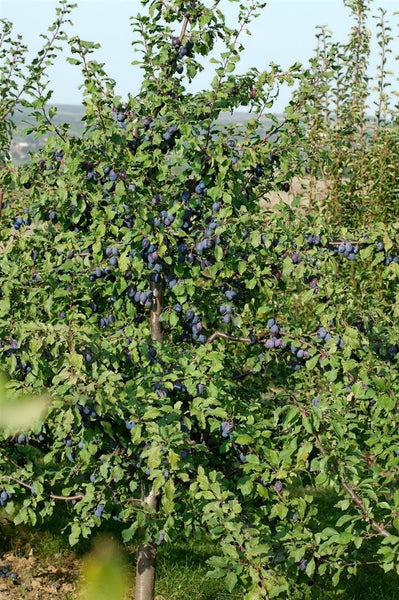 Prunus domestica 'President', Pflaume, 150–200 cm