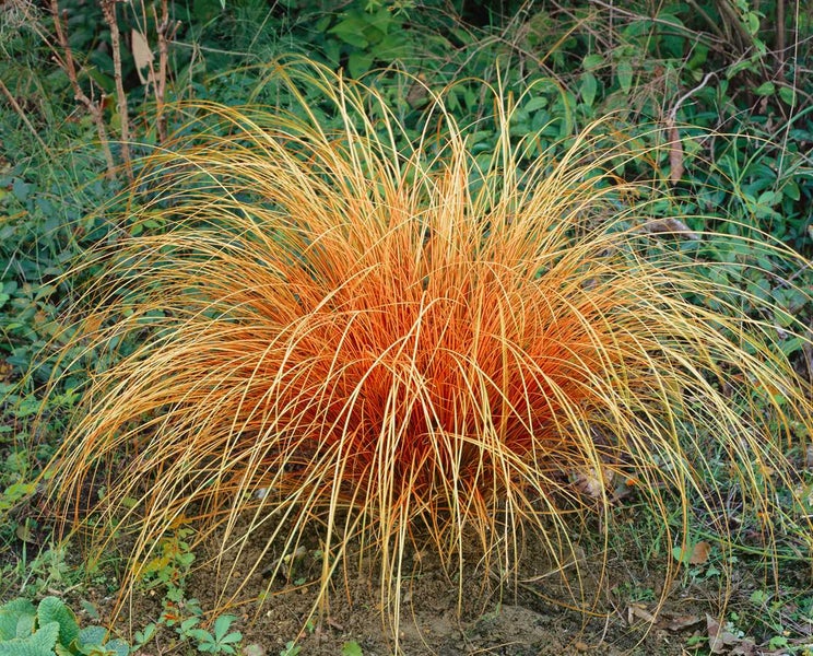 Carex acutiformis, Sumpf-Segge, ca. 9x9 cm Topf