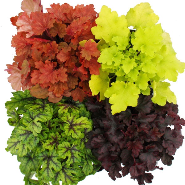 Winterharter Bodendecker - Heuchera-Mix - Indian Summer - 4 große Pflanzen - Purpurglöckchen