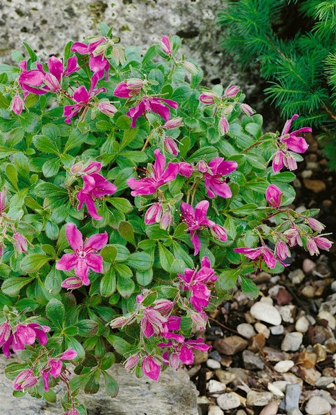 Rhododendron camtschaticum, Zwerg-Rhododendron, rosa, 20–25 cm