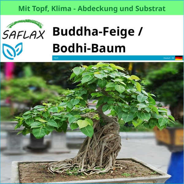 Buddhafeige im Topf mit Klimaabdeckung und Substrat