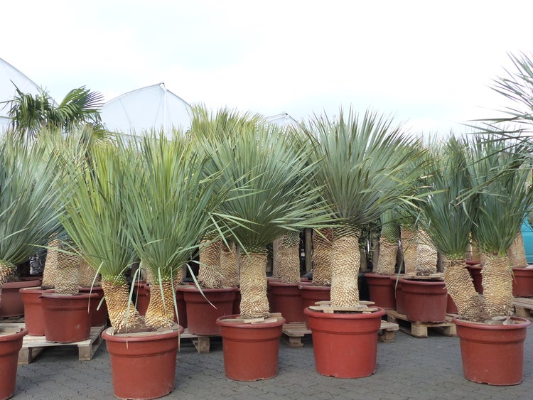 Yucca Rostrata  Palme 160 - 170 cm, Stamm 70 - 80 cm winterhart