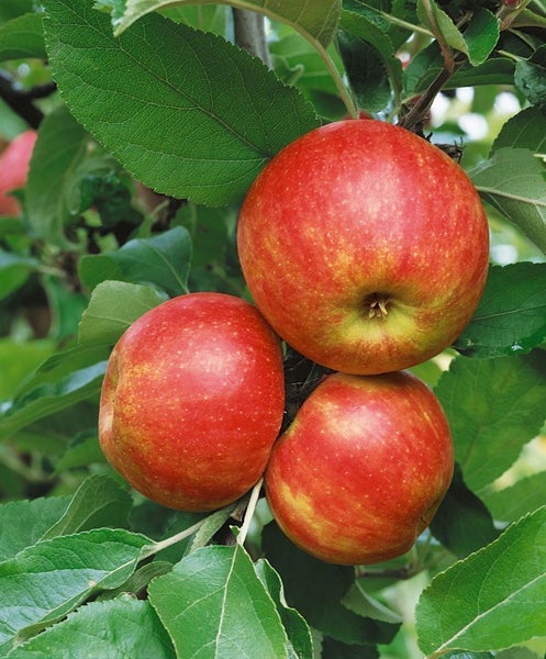 Reifer Apfel am Apfelbaum zwischen grünen Blättern.