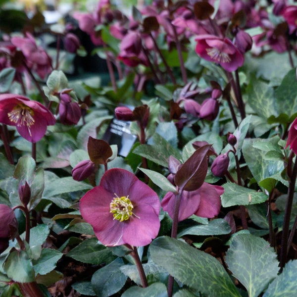 Nahaufnahme von Christrosen mit purpurfarbenen Blüten und grünen Blättern