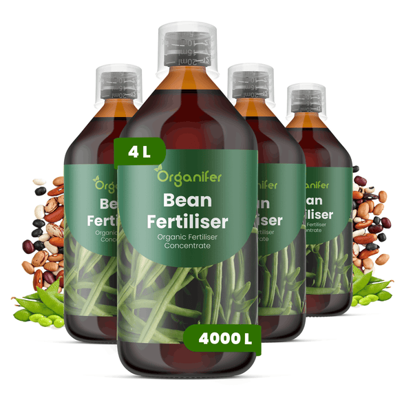 Organifer Bohnendünger, organisches Flüssigdünger-Konzentrat, 4 Liter, Set aus 4 Flaschen, Ergiebigkeit 4000 Liter.