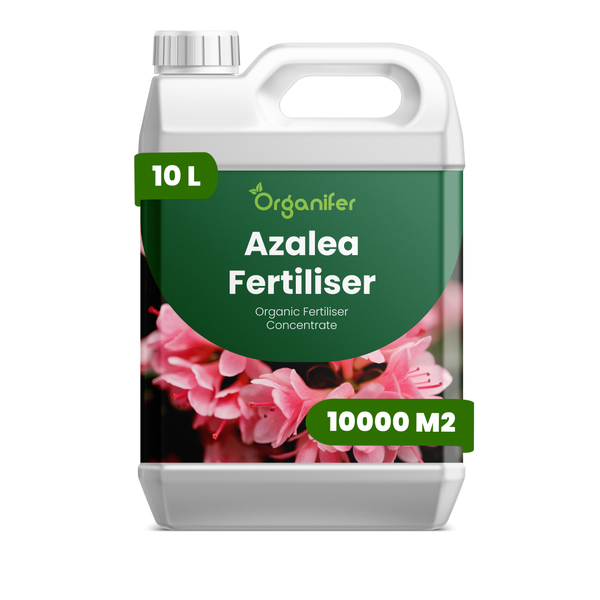 Vorher-Nachher-Vergleich einer Rhododendron Pflanze mit geschlossenen Knospen und voll erblühten Blüten nach der Anwendung von Organifer, Organifer Logo.