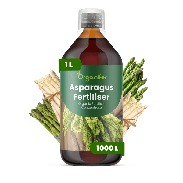 Organifer Spargeldünger, organisches Düngerkonzentrat, 1 Liter Flasche.